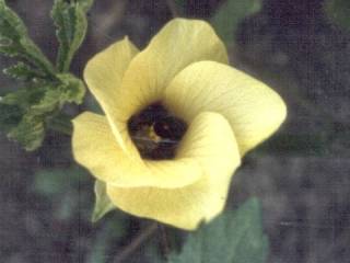 Abelmoschus esculentus, flower