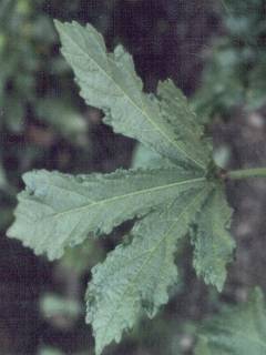 Abelmoschus esculentus, leaf