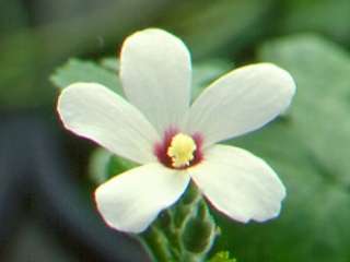Abelmoschus ficulneus, flower