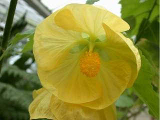 Abutilon x hybridum, flower