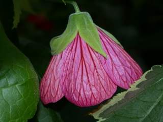 Abutilon x hybridum, flower