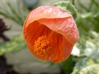 variegated Abutilon variety, flower