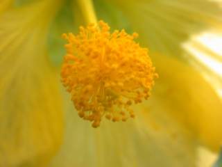 Abutilon variey, anthers and stigmas