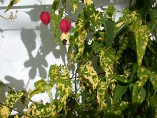 Abutilon megapotamicum 'Variegatum'