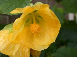 Abutilon 'Canary Bird', flower