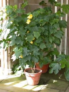 Abutilon 'Canary Bird', in flower