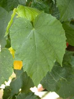 Abution 'Canary Bird', leaf