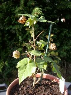 Abutilon 'Bella'! in fruit