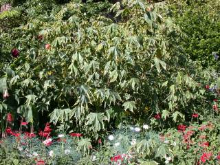 Abutilon 'Souvenir de Bonn'