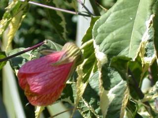 Abutilon 'Souvenir de Bonn', flower