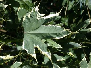 Abutilon 'Souvenir de Bonn', leaf