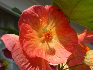 Abutilon 'Bella', flower (orange-red)