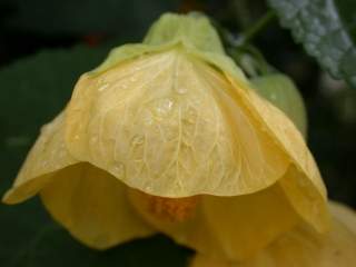 Abutilon variety, flower