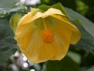 Abutilon variety, flower