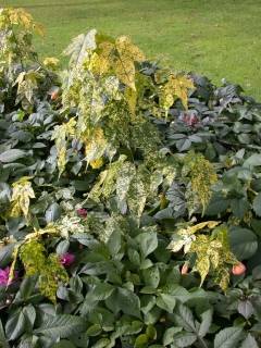 Abutilon pictum 'Thompsonii'