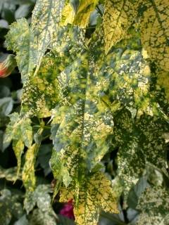 Abutilon pictum 'Thompsonii', leaf