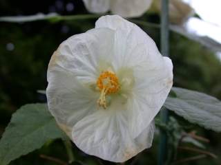 Abutilon 'Bella', flower (white)