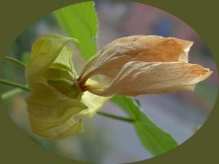 Abutilon 'Bella', maturing schizocarp