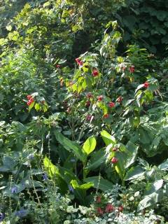 Abutilon 'Cerise Queen'', in flower