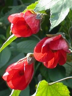 Abutilon 'Cerise Queen'', flowers