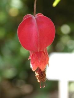 Abutilon megapotamicum, flower