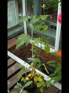 Abutilon indicum, in flower