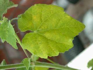 Abutilon indicum, leaf