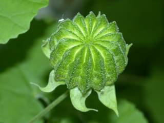 Abutilon indicum, schizocarp