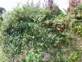 Abutilon 'Patrick Synge', in flower