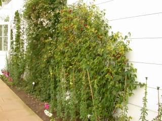 Abutilon megapotamicum 'Variegatum'