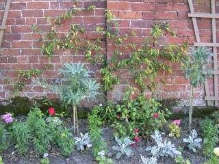 Abutilon megapotamicum 'Variegatum'