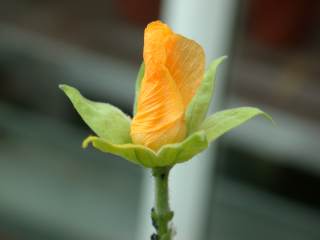 Abutilon indiicum, opening flower