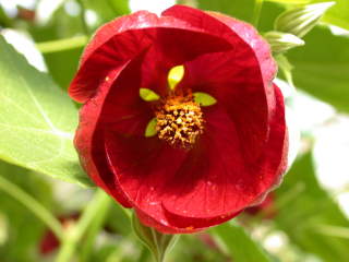 Abutilon 'Nabob', flower