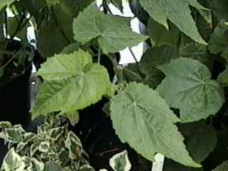 Abutilon 'Ashford Red', leaves