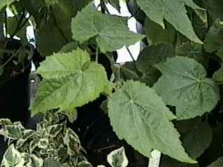 Abutilon 'Ashford Red', leaves