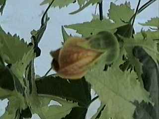 Abutilon x savitzii, flower