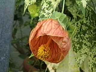 Abutilon pictum 'Thompsonii', flower