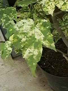 Abutilon pictum 'Thompsonii', leaf