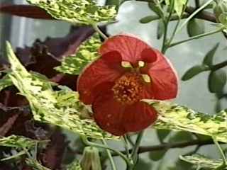 Abutilon 'Carrington Carol', flower