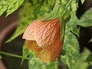 Abutilon pictum 'Thompsonii', flower