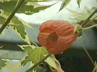 Abutilon x savitzii, flower