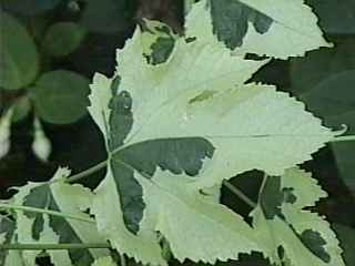 Abutilon x savitzii, leaf