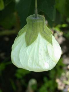 Abutilon x hybridum, flower
