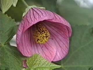 Abutilon x hybridum, flower