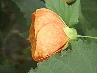 Abutilon x hybridum, flower