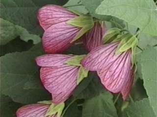 Abutilon x hybridum, flower