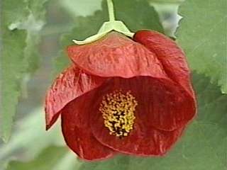 Abutilon x hybridum, flower