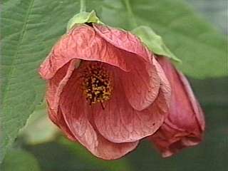 Abutilon x hybridum, flower