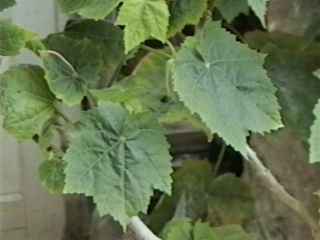 Abutilon 'Ashford Red', leaves