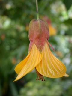 Abutilon 'Kentish Belle', flower